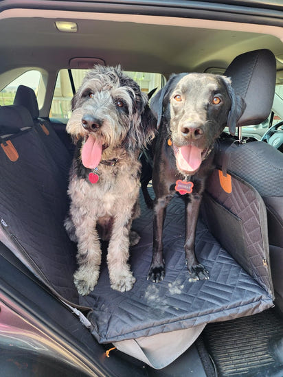 Hard Bottom Dog Seat Cover