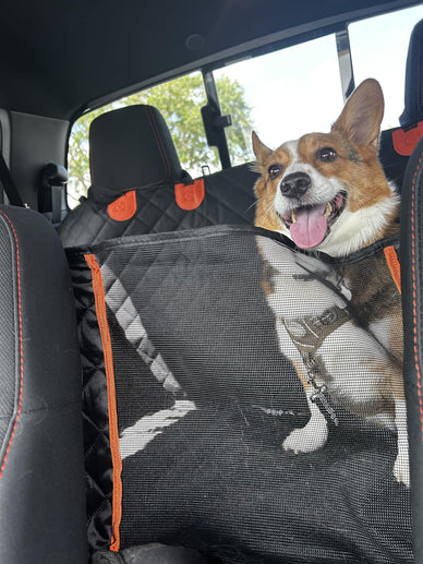 "Transform Travel Adventures with Your Best Friend"